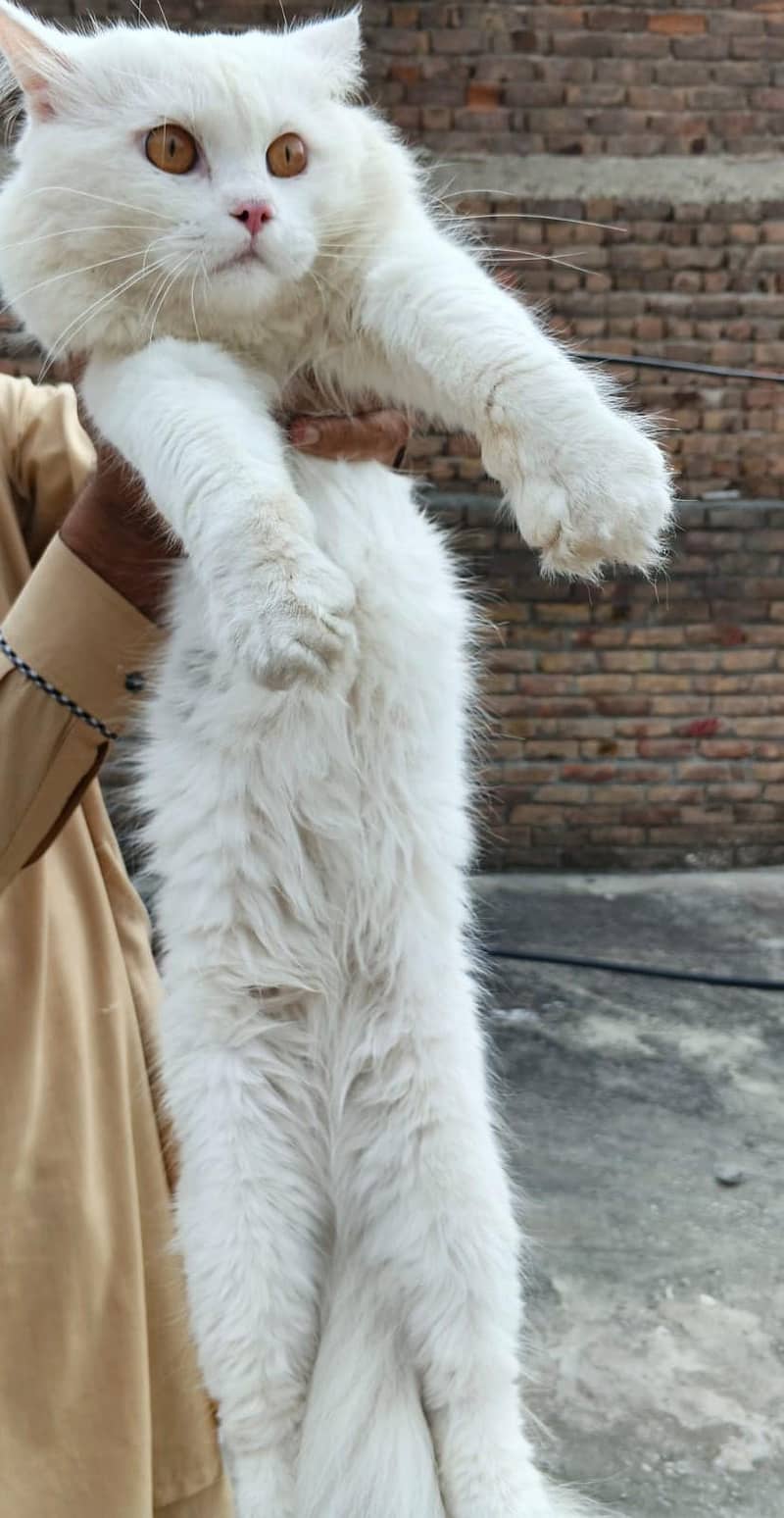 Persian cat Pair 0