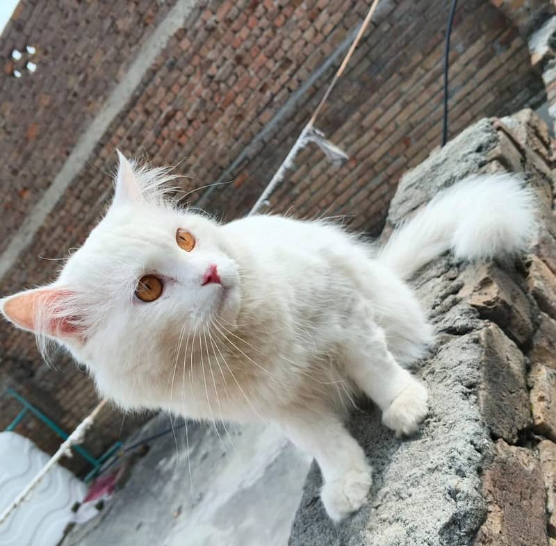 Persian cat Pair 1