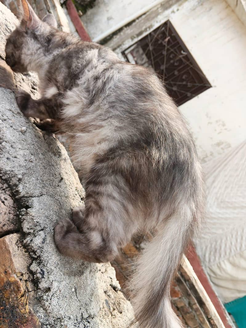 Persian cat Pair 2