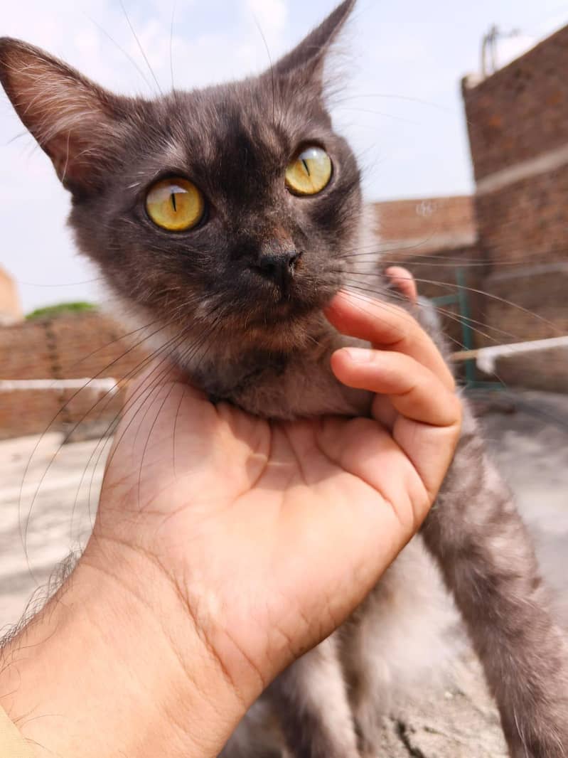 Persian cat Pair 3