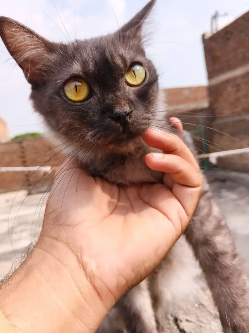 Persian cat Pair — photo 4