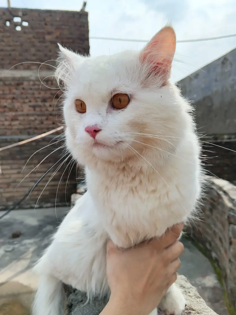 Persian cat Pair — photo 5