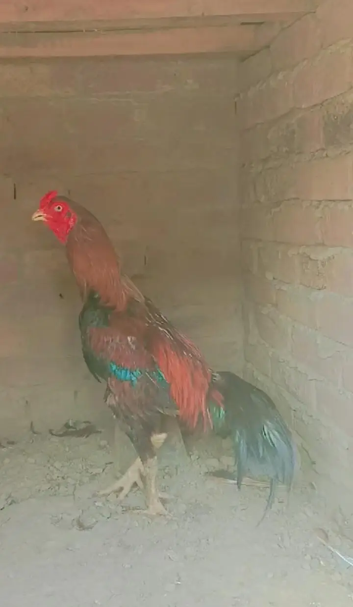 Pure mianwali — photo 2