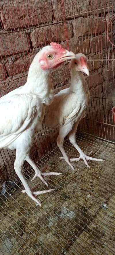 pure heera paper white age 6 month full active and healthy