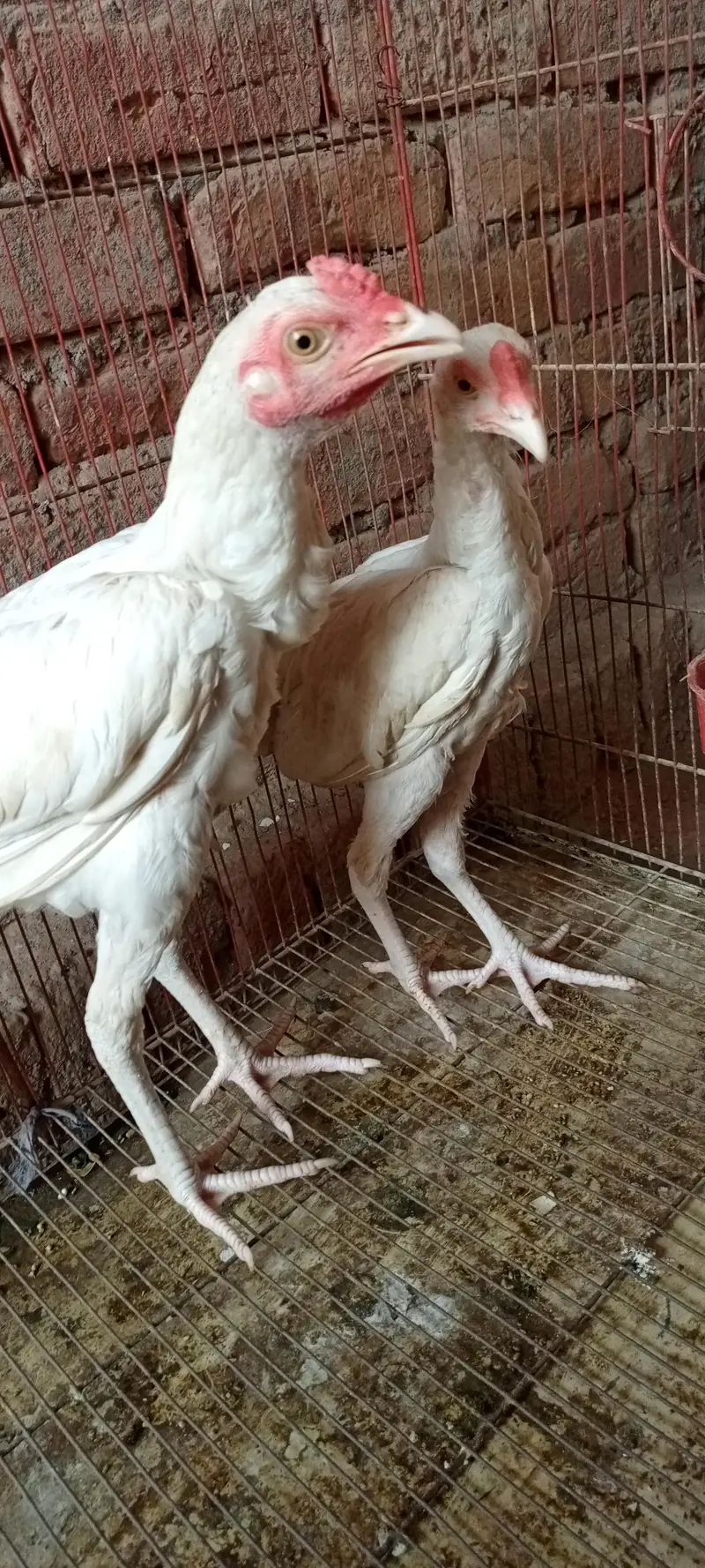 pure heera paper white age 6 month full active and healthy — photo 2