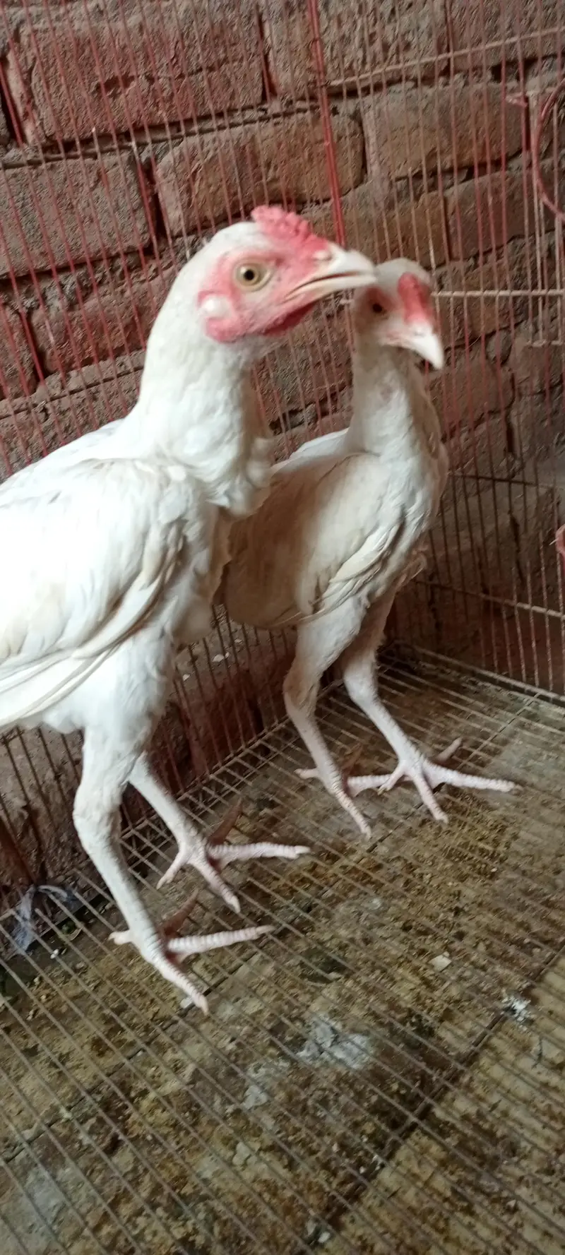 pure heera paper white age 6 month full active and healthy — photo 4