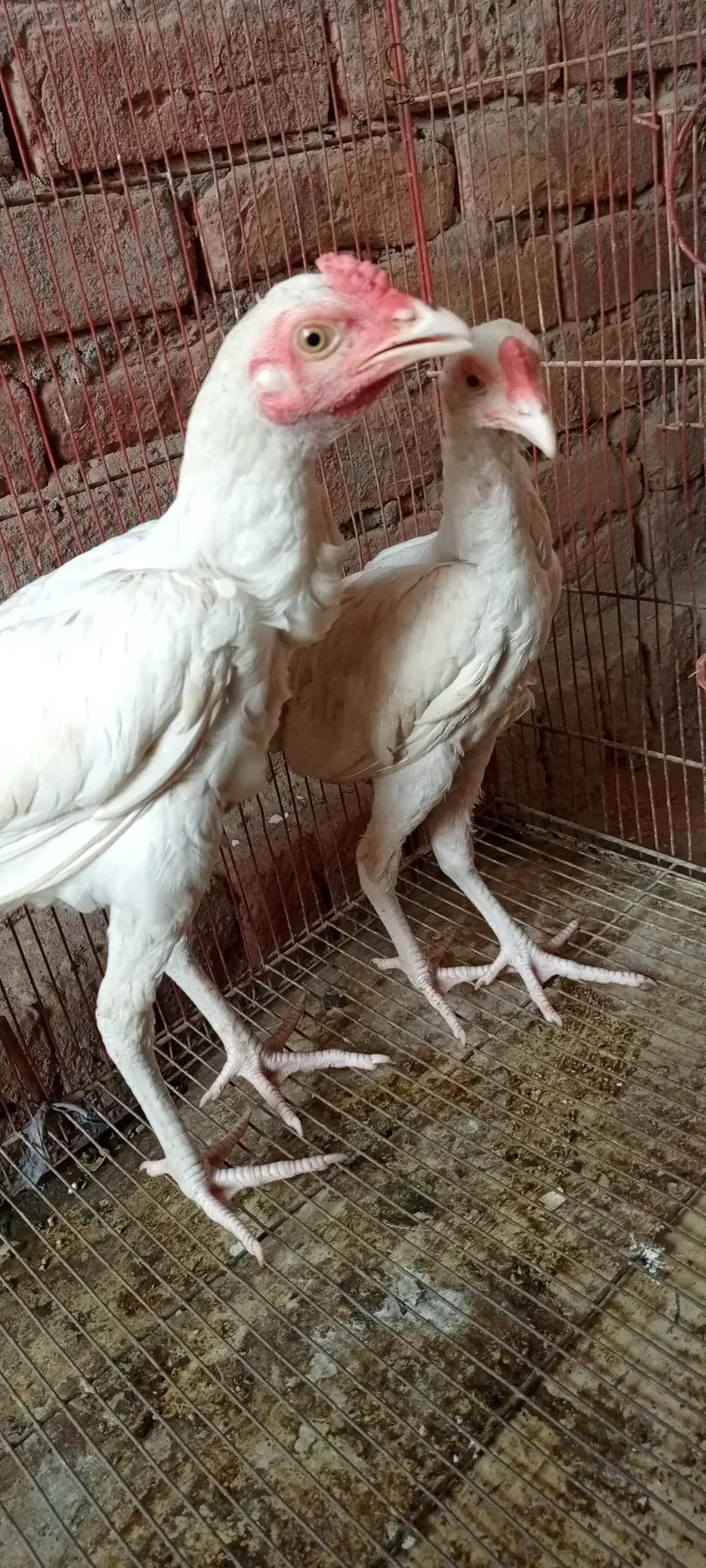 pure heera paper white age 6 month full active and healthy — photo 5