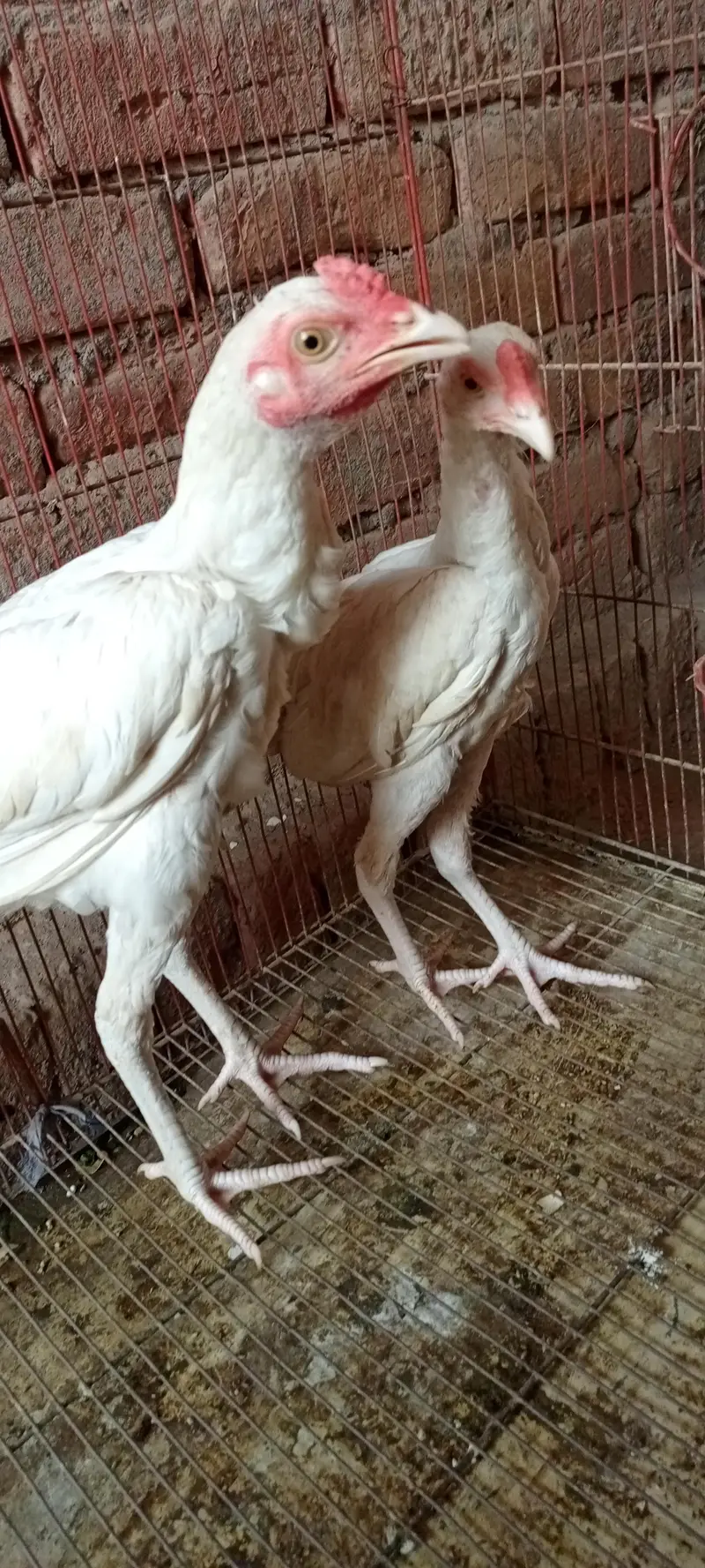 pure heera paper white age 6 month full active and healthy — photo 6
