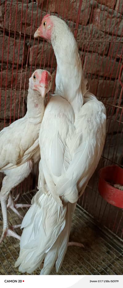 pure heera paper white 2 male chick age 6 mnth full active and healthy