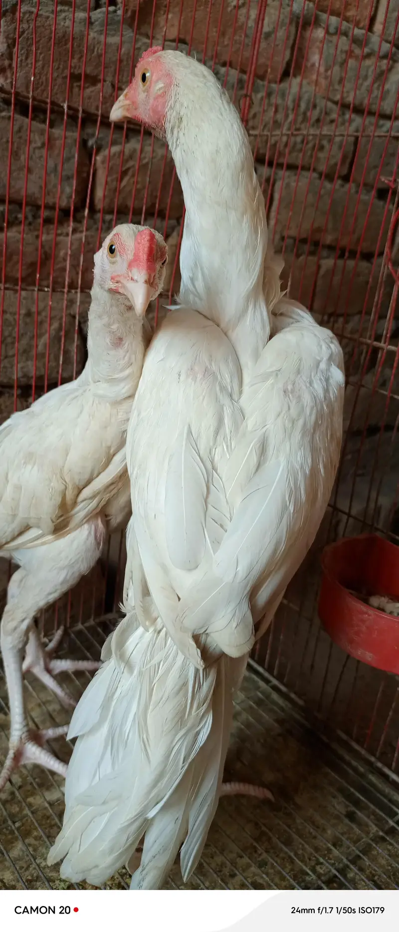 pure heera paper white age 6 month full active and healthy — photo 7