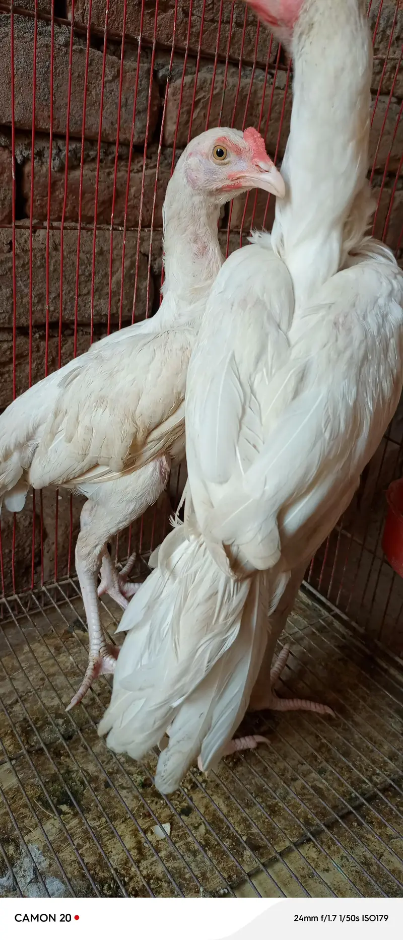 pure heera paper white age 6 month full active and healthy — photo 8