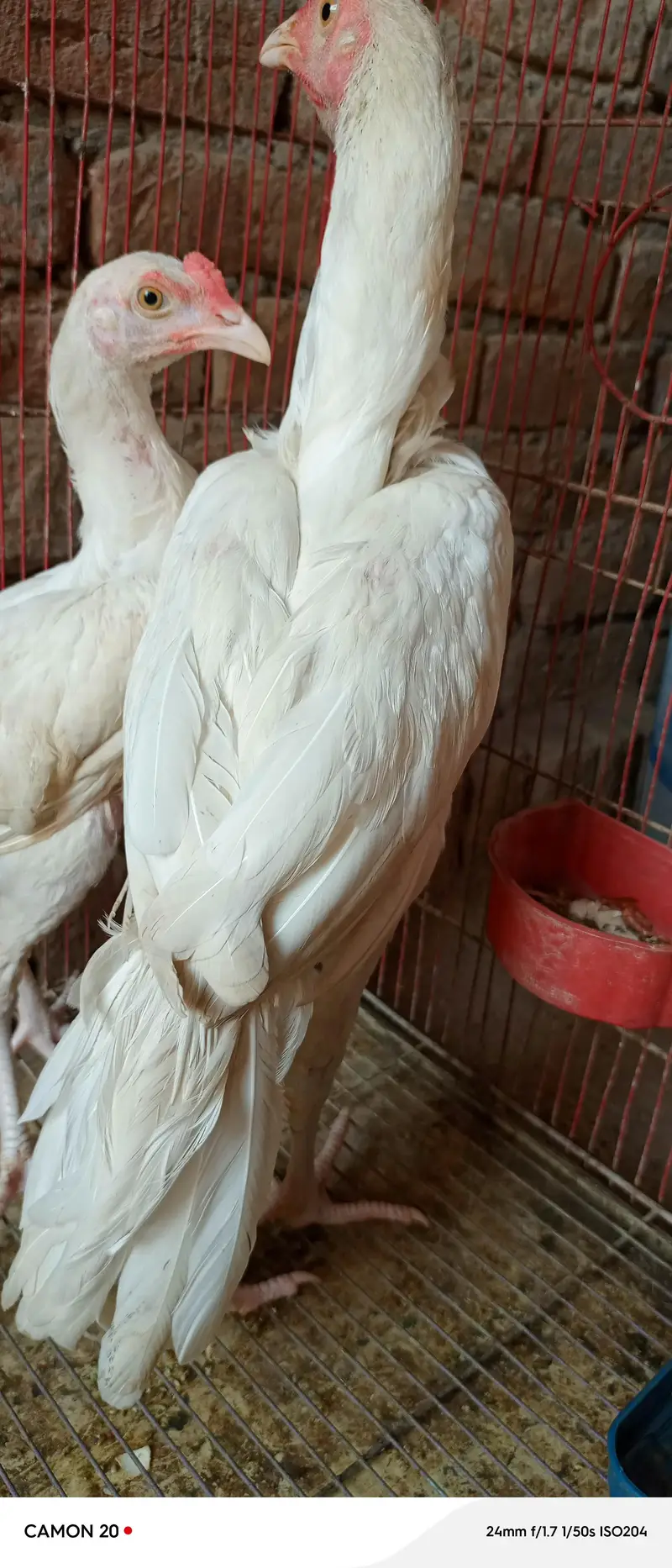 pure heera paper white age 6 month full active and healthy — photo 9