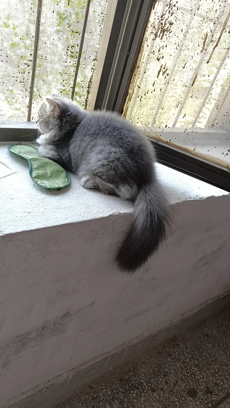 Persian Kitten| Persian Cat|Cat for Sale — photo 5