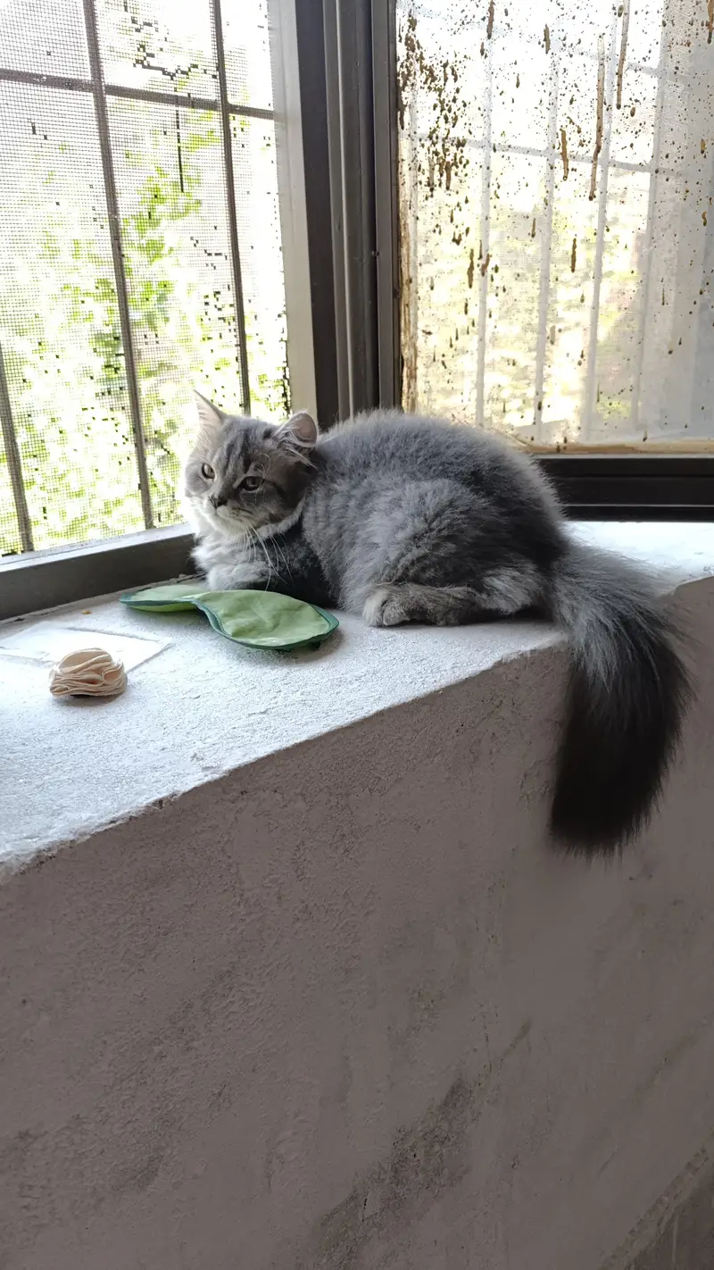 Persian Kitten| Persian Cat|Cat for Sale — photo 6