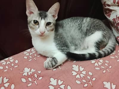 Tabby male kitten for adoption
