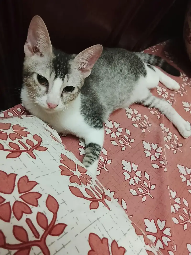 Tabby male kitten for adoption — photo 2