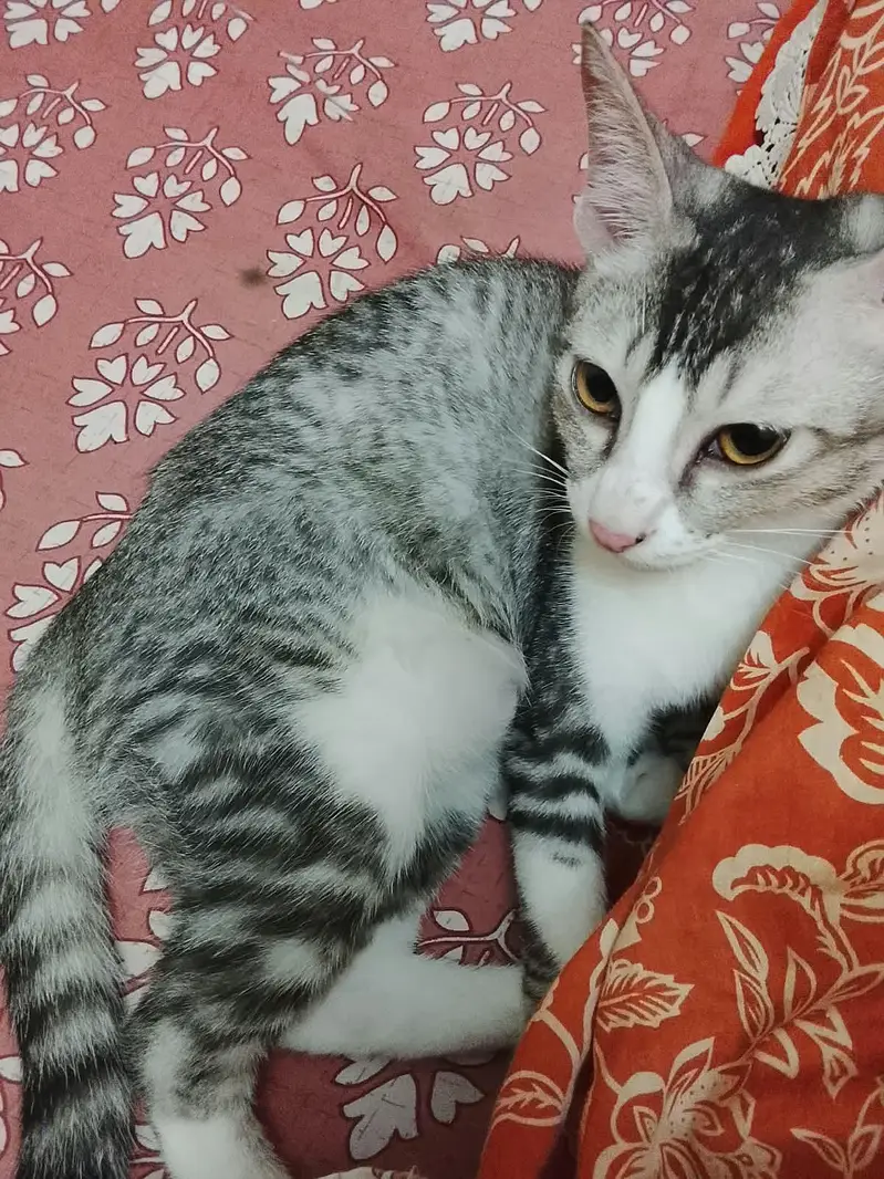 Tabby male kitten for adoption — photo 3