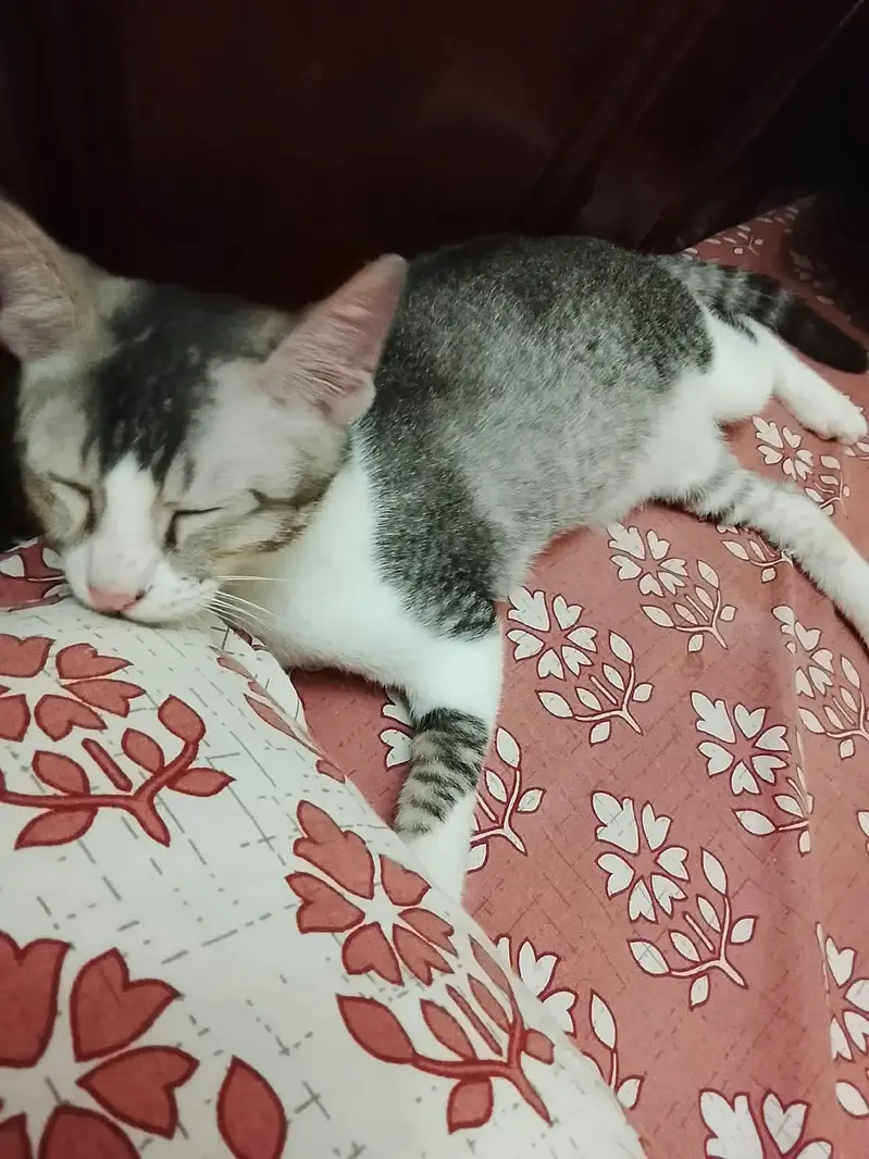 Tabby male kitten for adoption — photo 4