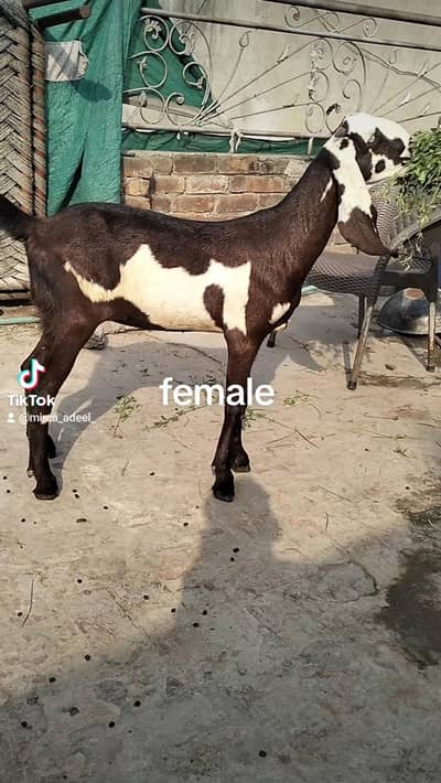 lall dabbi phatt age 6 mah