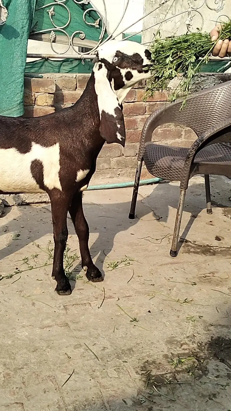 lall dabbi phatt age 6 mah — photo 2
