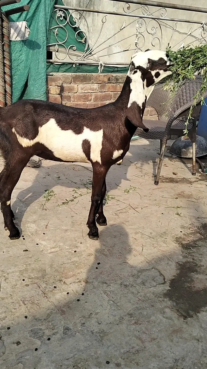 lall dabbi phatt age 6 mah — photo 3