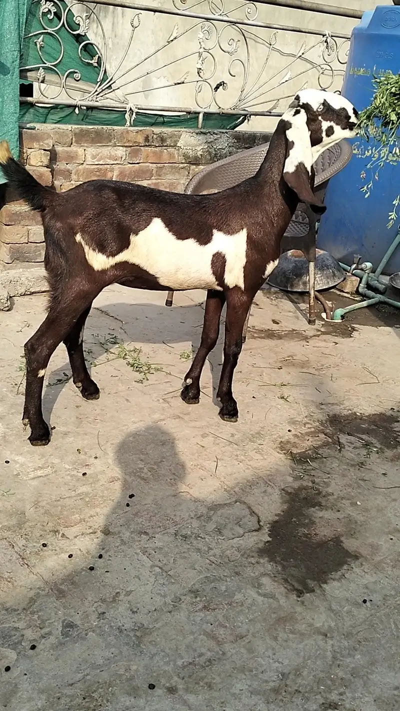 lall dabbi phatt age 6 mah — photo 4
