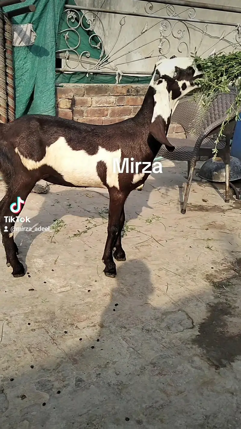 lall dabbi phatt age 6 mah — photo 5