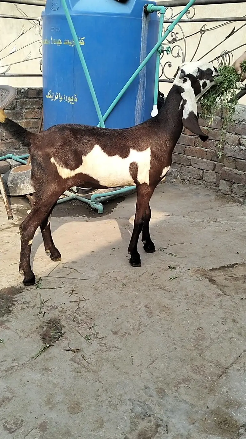 lall dabbi phatt age 6 mah — photo 6