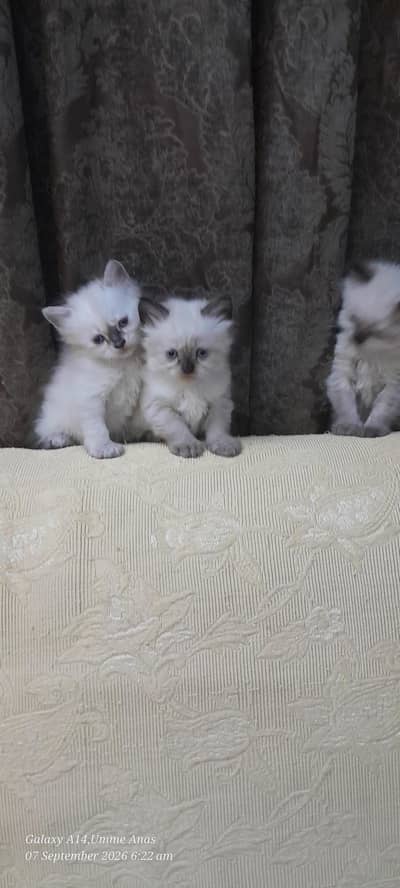 RAGDOLL MIXED BREED
