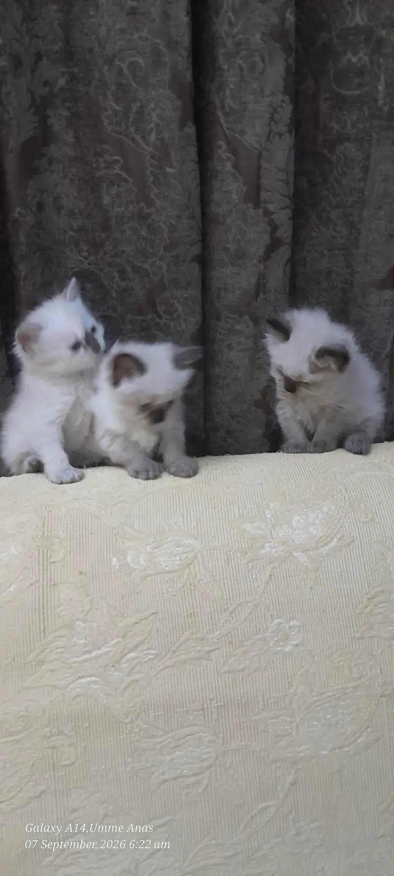 RAGDOLL MIXED BREED — photo 2