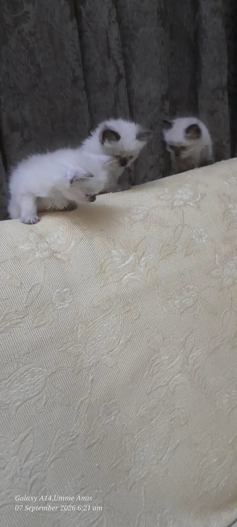 RAGDOLL MIXED BREED — photo 3