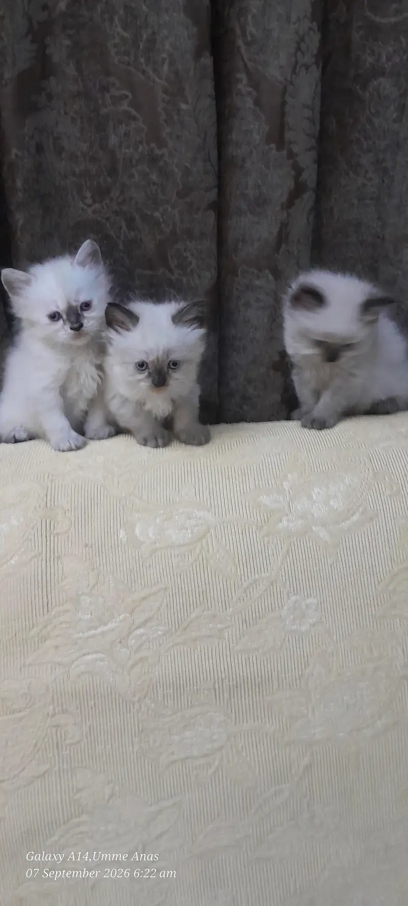 RAGDOLL MIXED BREED — photo 4