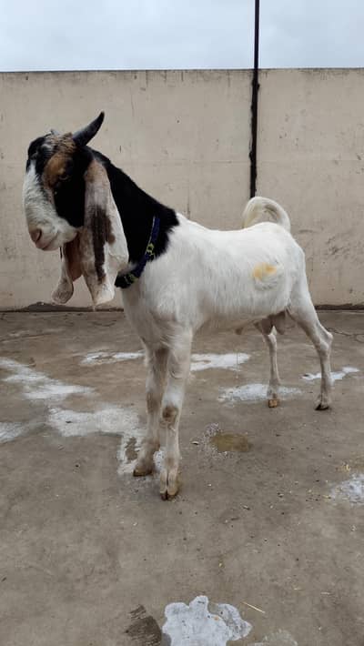 price 70k healthy and active goat 6 months home breed