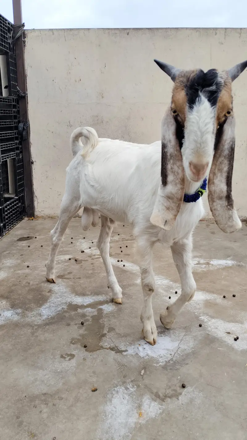 price 70k healthy and active goat 6 months home breed — photo 2