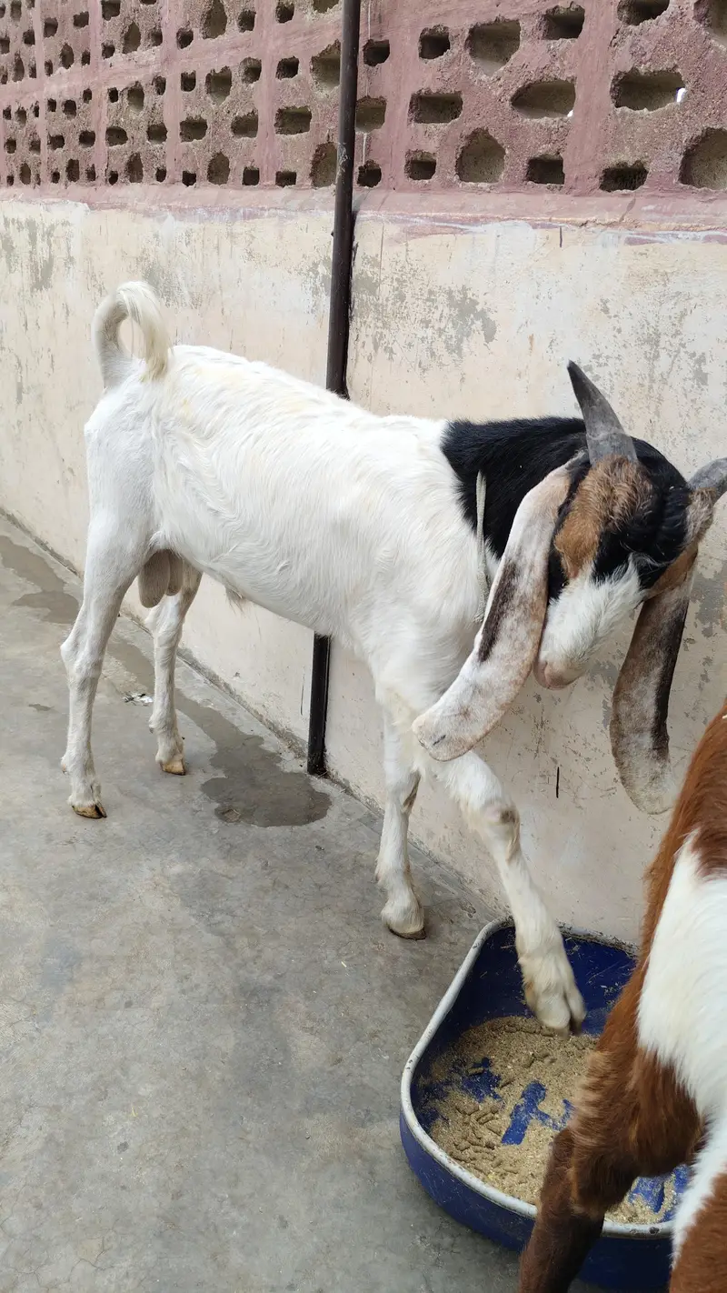 price 70k healthy and active goat 6 months home breed — photo 3