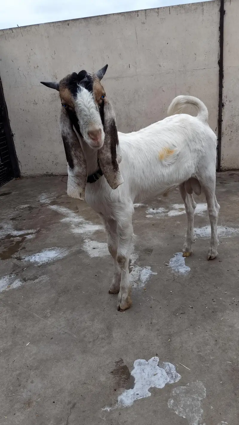 price 70k healthy and active goat 6 months home breed — photo 4