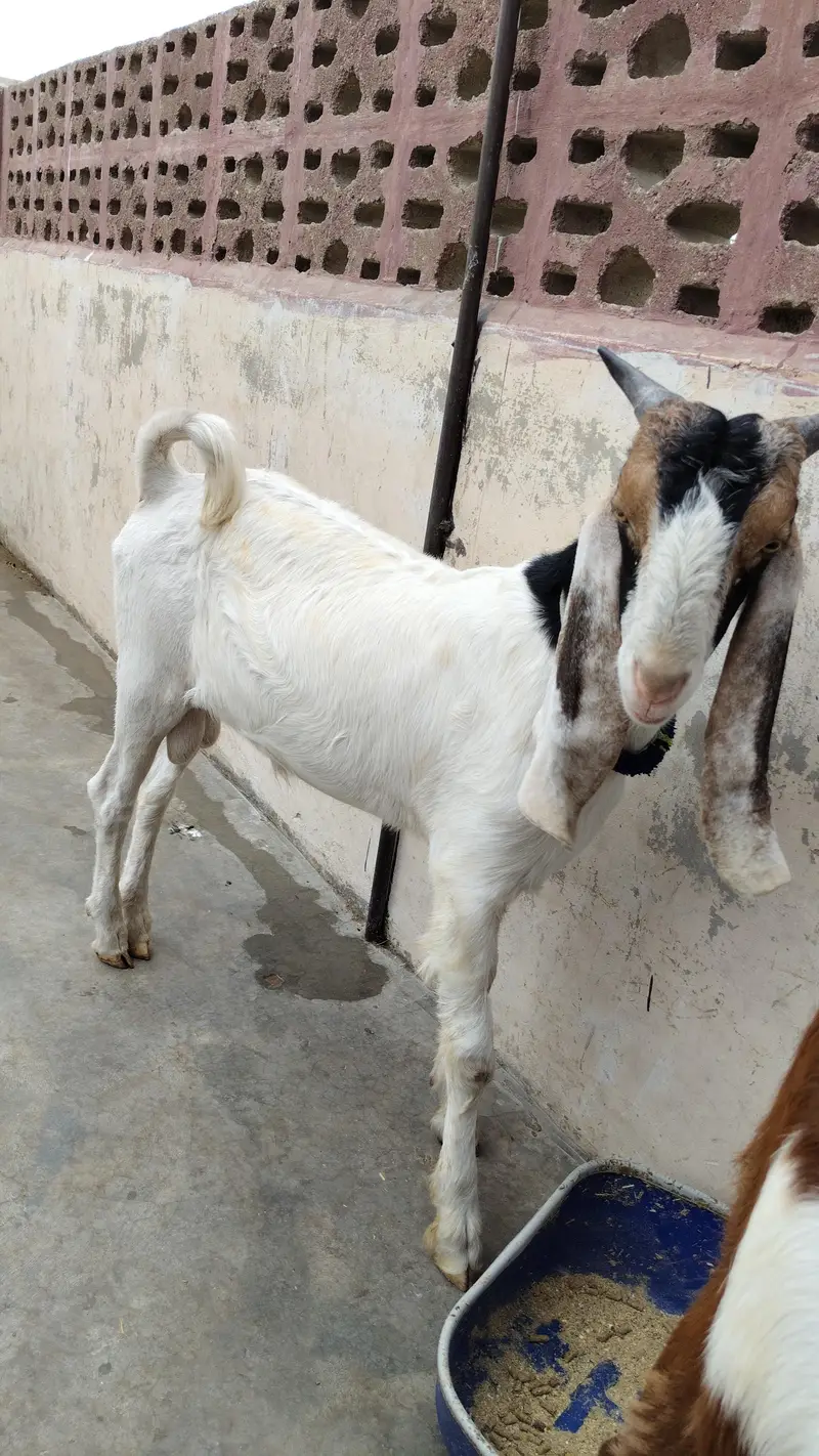 price 70k healthy and active goat 6 months home breed — photo 5