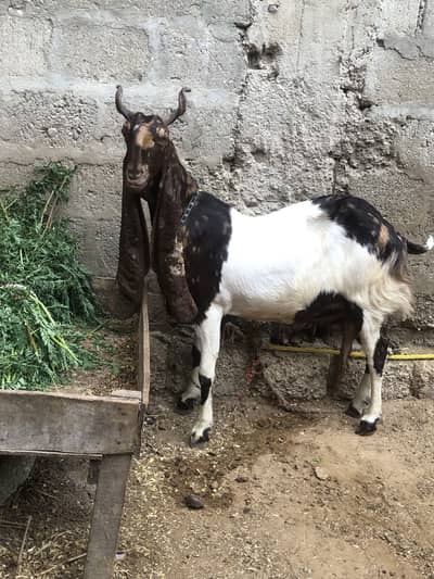 1 no kamori ajrak bakri