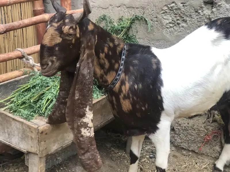 1 no kamori ajrak bakri — photo 2