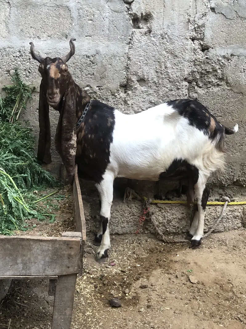 1 no kamori ajrak bakri — photo 3