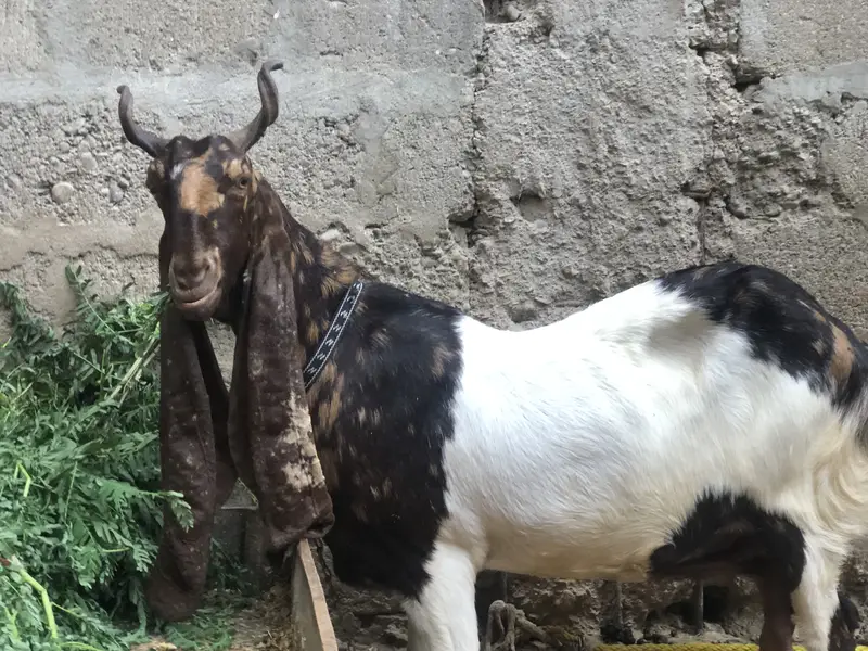 1 no kamori ajrak bakri — photo 4