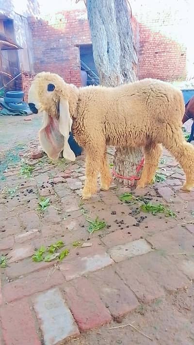 kajla Chatra | Bakra | Goat | sheep |Chatra