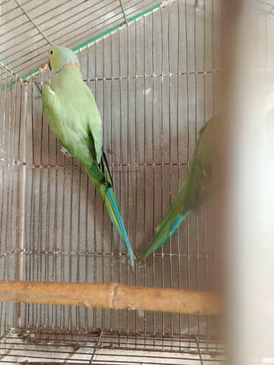 healthy and breeder