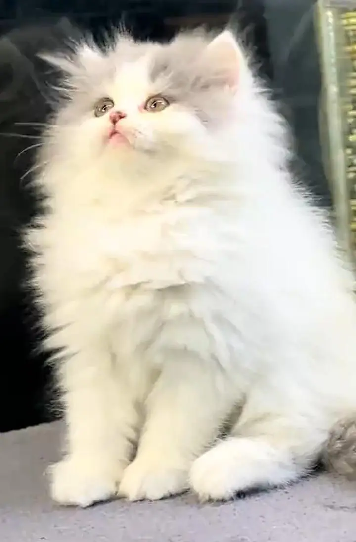 Persian cat triple coat Punch face vaccineated delivery available — photo 5