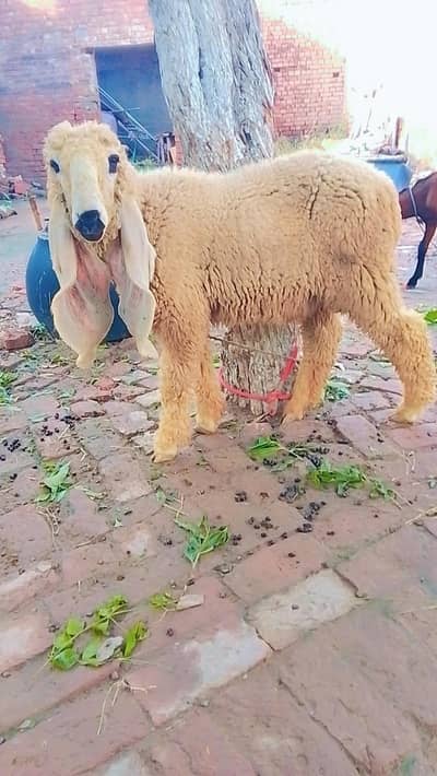 kajla | chatra  |  Goat  | bakra  | chatra 0300-0091606