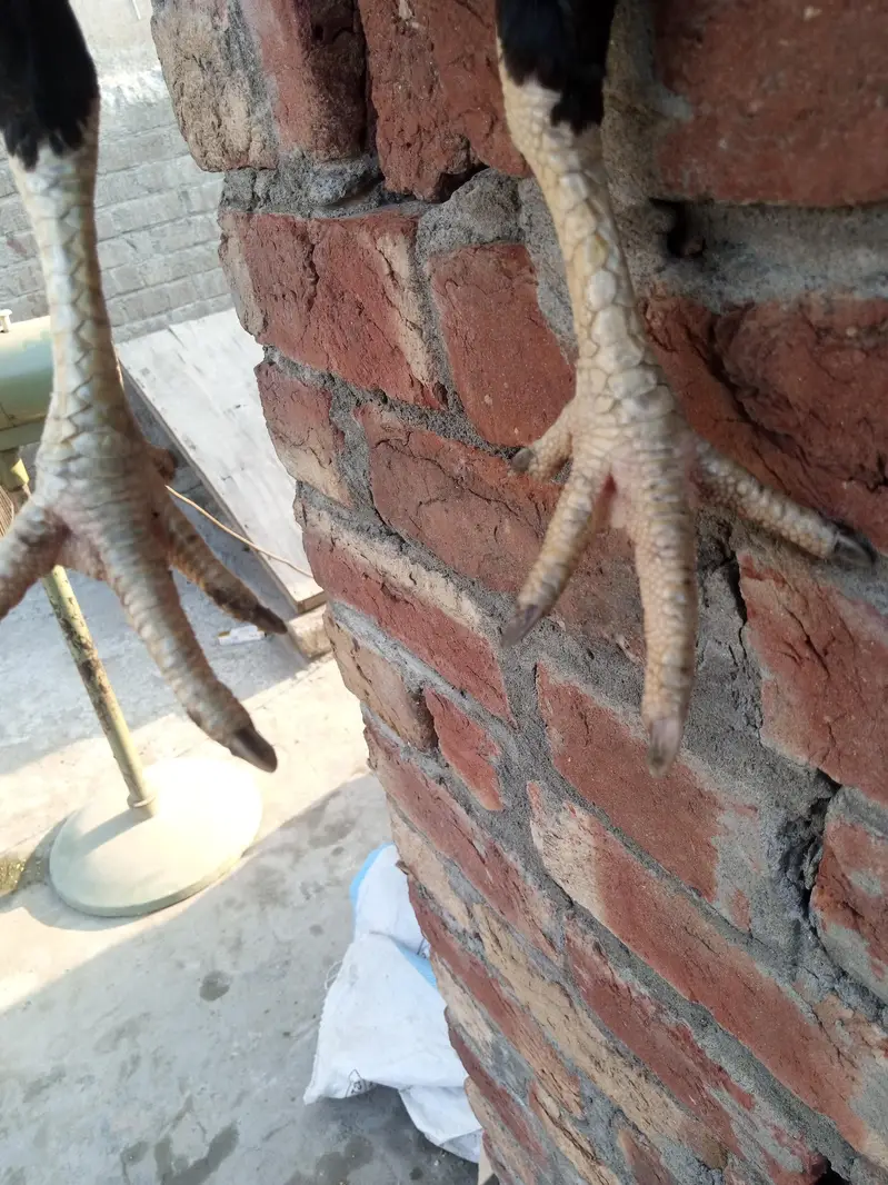 Pure Pakistani faridkoti×rampuri Madi/aseel patha — photo 3