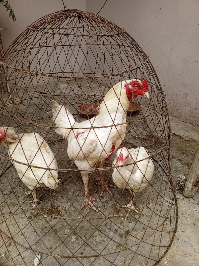 white Heera ka bacha — photo 2