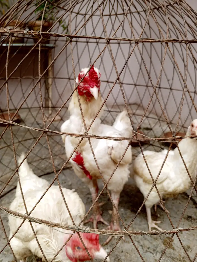 white Heera ka bacha — photo 3