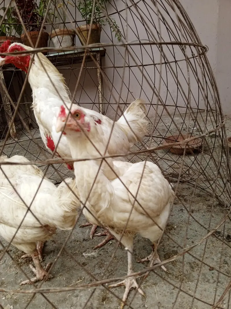 white Heera ka bacha — photo 4
