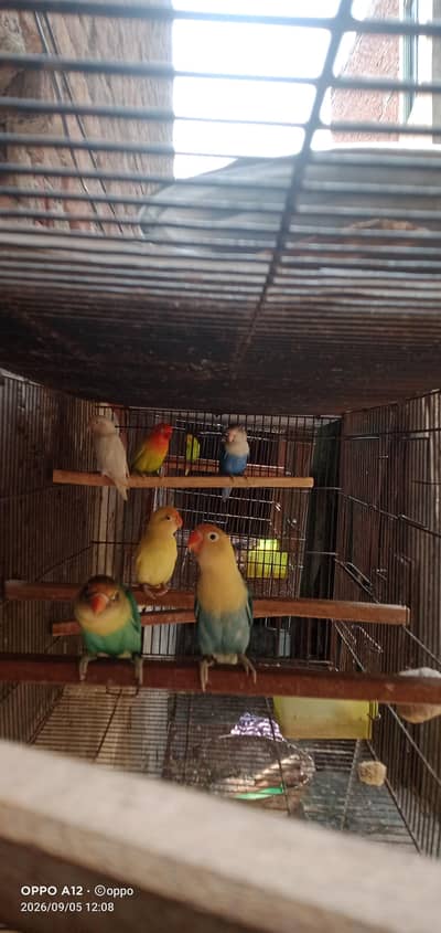 6 PC love birds withe cag 1.5×4 . . . 2partion